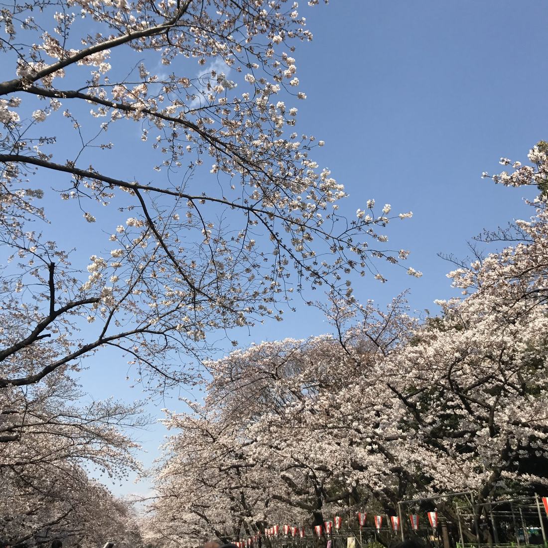 Cherry trees in full bloom under a clear blue sky, with paper lanterns below