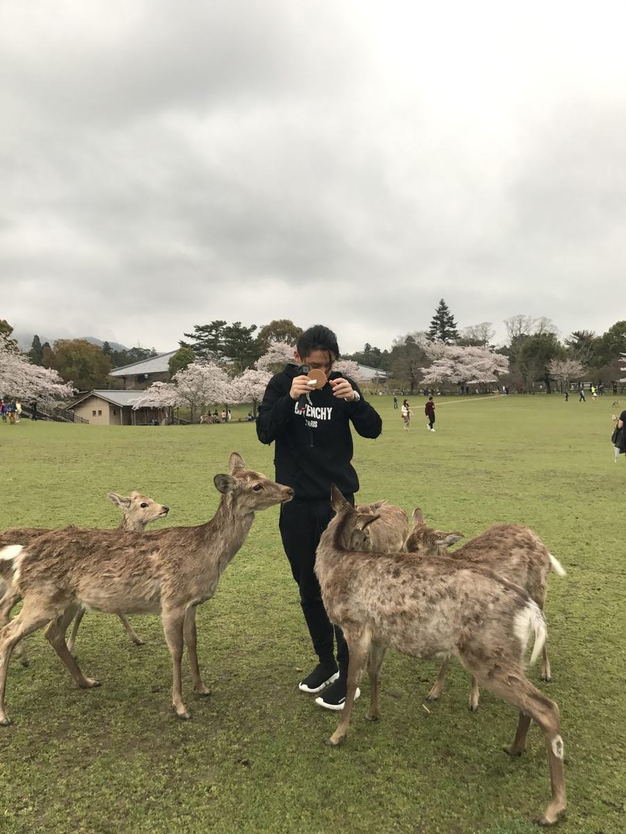 A traveler surrounded by deer on a wide lawn, with cherry trees in the distance